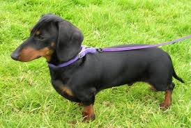 sausage dog