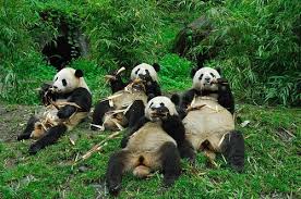 funny pics of animals