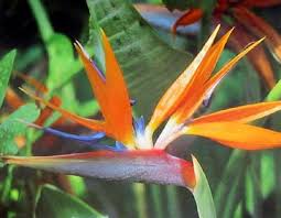 bird of paradise