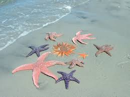 starfish
