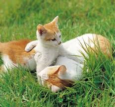 kitties