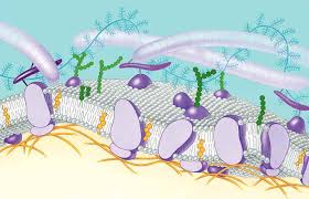 membrane