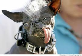 worlds ugliest dog
