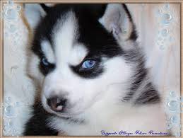 husky puppy
