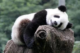 panda