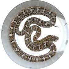 rat snake photos