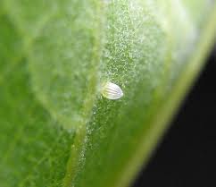 monarch butterfly egg