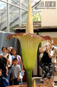 rare flowers names