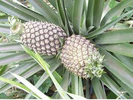 pineapple fruit tree