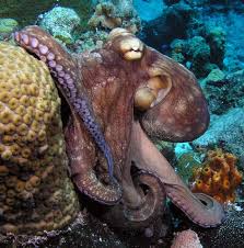 octopus pictures