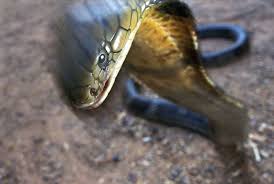 king cobra snake photos