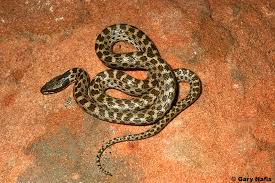 small snakes