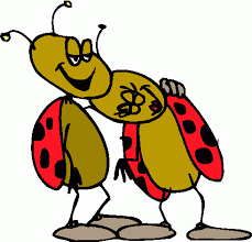 ladybugs clip art pictures