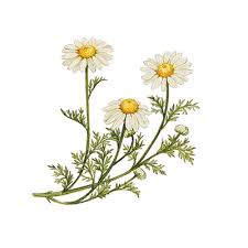 chamomile