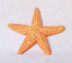 starfish
