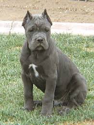 Cane corso mastiff