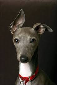 italian greyhound