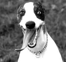 funny dogs