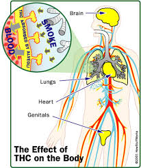 effects of marijuana