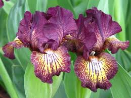 bearded iris flowers