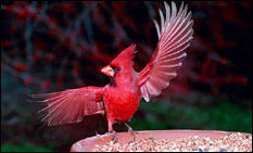 Arkansas Birds