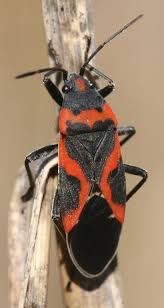 milkweed bug pictures
