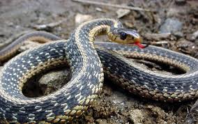 venomous snakes