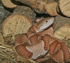 copperhead photos