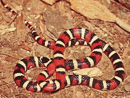 coral snake kingsnake