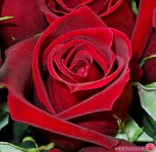 الوردة الحمراء 6739184b01