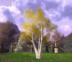 pictures birch tree