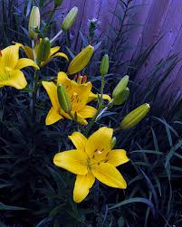 yellow rose of sharon