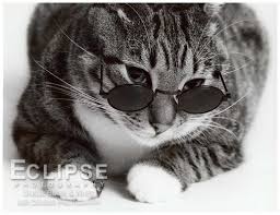 cat_glasses.jpg