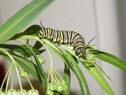 monarch butterfly caterpillar picture