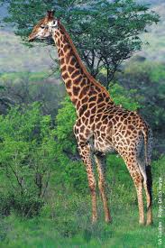external image giraffe3.jpg