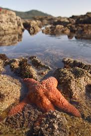 starfish