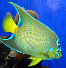types of tropical fish