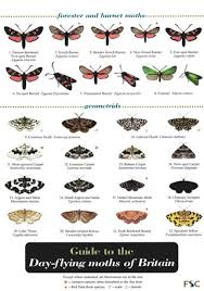 species of moths