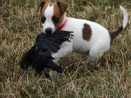 bird dog