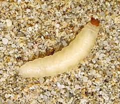beetle larvae pictures