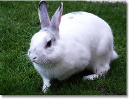 rabbit white