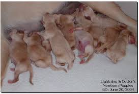 newborn puppies