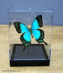 green swallowtail butterfly