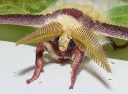 giant silkworm moth