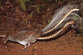 Male Lyrebird Foraging