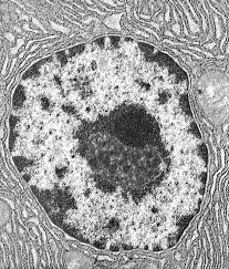 nucleus