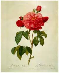 redoute