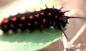 pipevine swallowtail caterpillar