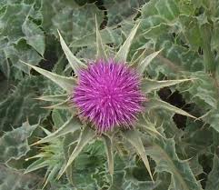 thistle pictures
