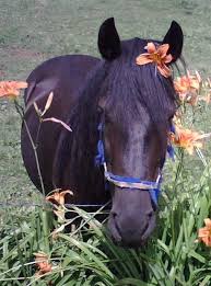 large animal pictures